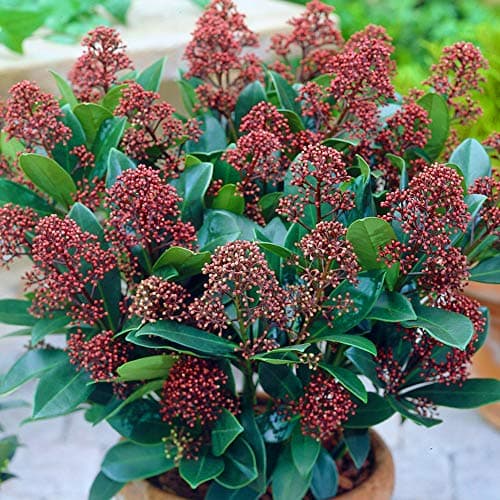 Skimmia japonica Rubella | Schön immergrüner blühender Topfstrauch für Gartenanerz.ie