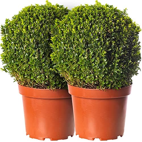 Buxus Ball Set - Echter Immergrün-Strauch | Garten-Topiary 2 x 30cm Durchmesser | Für Ihren Garten