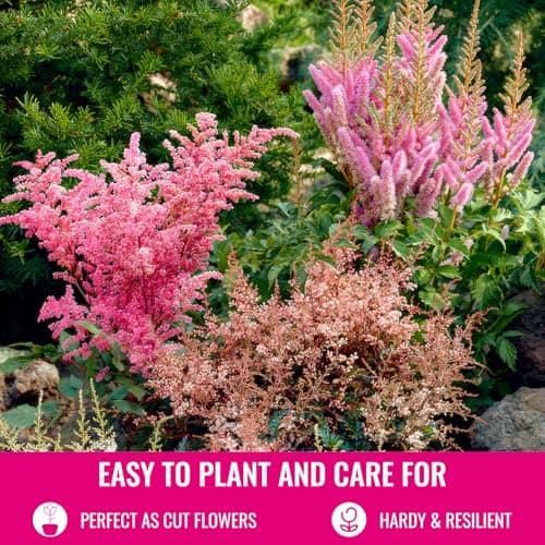 Astilbe Stauden Super Kollektion (10 Wurzeln) für den Garten - Winterharte Mischung aus 5 Sorten, große Mehrjährig Pflan