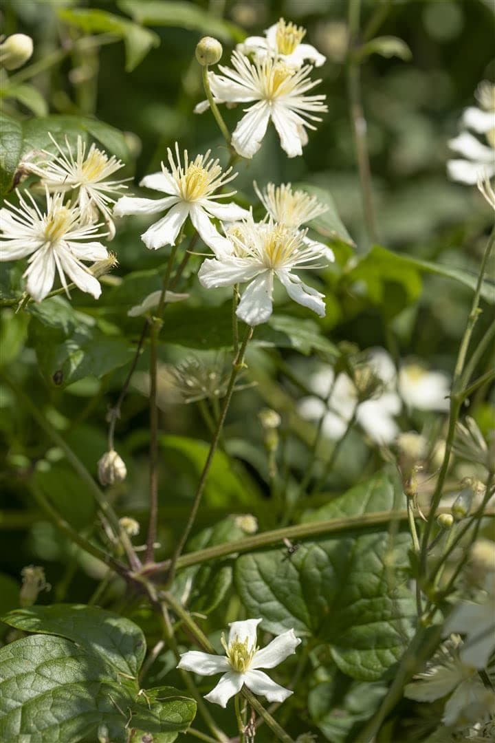 Clematis flammula 60-100 cm - Duft-Waldrebe,Blumenstrauch, ideal für Gartenanpflanzungen, bienenfreundlich, pflegeleicht