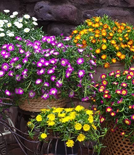 BALDUR Garten Winterharte Eisblume "Violett Wonder", mehrjährig, bienenfreundlich, blühend
