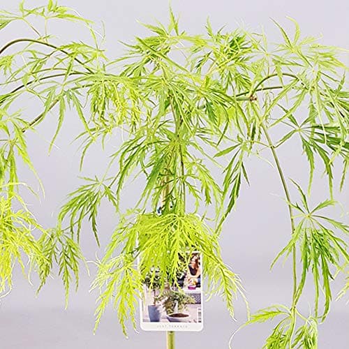 **Acer Dissectum Baum - kleine Gärten - tolle Ahorn-Topf-Blütenpflanze**
| **Acer Dissectum Baum Japanisch - perfekt fü