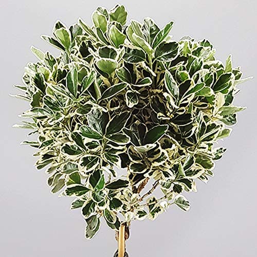 Euonymus Kathy Baum Topf-Lutscherbäume für kleine Gärten & Terrassen | Gerader Standardstamm | Schönheit & Widerstandsfä
