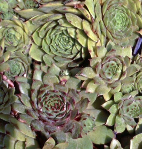 Staudenkulturen Wauschkuhn Sempervivum Hybride 'Bernstein' - Ideal für Anfänger - Perfekt für Balkongärten - Sonnige Pos