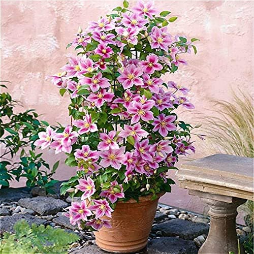 Clematis Piilu Lavendelrosa/Pink 2 X 1,5 Liter Töpfe 2-er Set Winterhart 2 X Mehrjährig Kletterpflanze