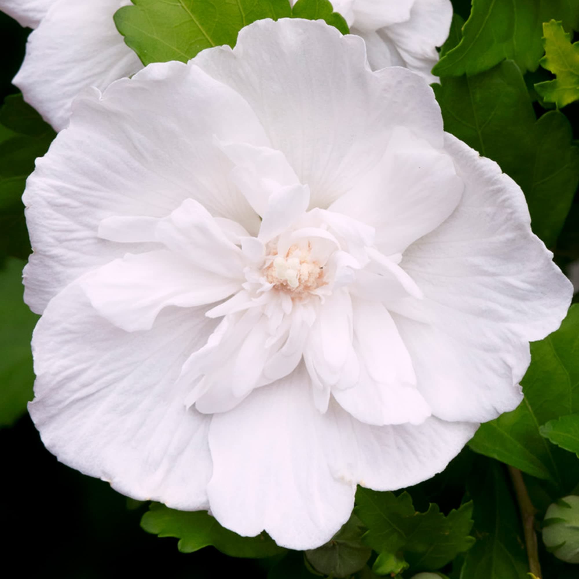 Hibiscus Syriacus White Chiffon + Blühender Gartenstrauch + Einheimische Pflanze | Sommerblüten im Garten | Zierstrauch