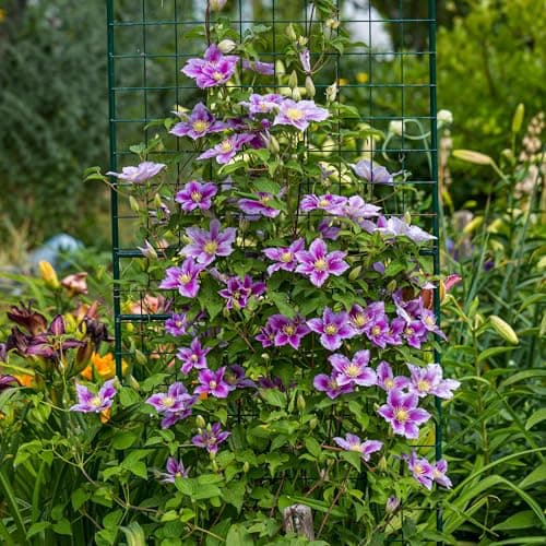 GreenboutiQ - Blüte rosa Clematis Piilu Kletterpflanze - Wenig Pflege - 2 Pflanzen - Topf 11cm Höhe 40cm

GreenboutiQ -