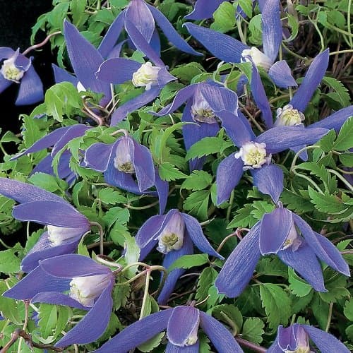 ClematisOnline - Clematis Alpina Kletterpflanze - 1,5 Liter Topf - Blau & Winterhart - Gartenpflanzen & Blüten
