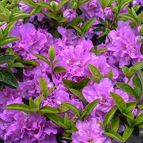 Azalea japonica Violett immergrüner Gartenstrauch im 2L-Topf für Blumenschämpfer im Sommergarten