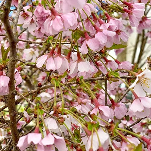 Prunus Kojou-No-Mai Baum | Kompakte Zwerg-Fuji-Zierbäume für kleine Gärten in Töpfen