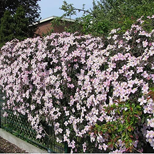 3 x Clematis Montana Rubens (Waldreben) - 3 kaufen/2 bezahlen | Rosa, Mehrjährig und Winterhart | 1,5 Liter Töpfe