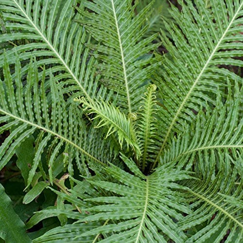 Silver Lady Blechnum Immergrüner Zwerg-Baumfarn für Zimmer 25-35 cm Topf