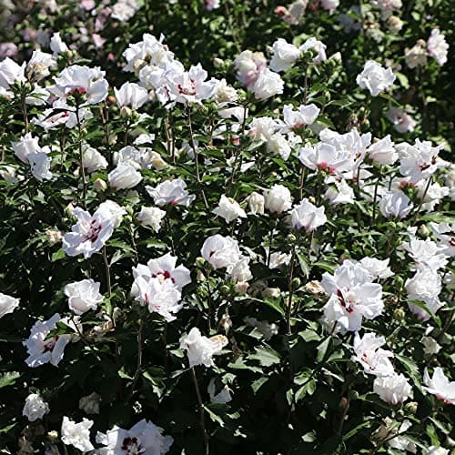 Hibiscus Speciosus Rose von Sharon - Laubabwerfender Topfbaum für Gärten & Terrassen - Schönheit für Deinen Garten und T