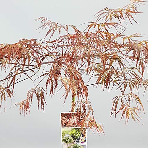 Lebendiger Japanischer Ahorn Topfpliant für kleine Gärten - Acer Inaba Shidare Tree
| Acer Inaba Shidare Tree - Topfbäu