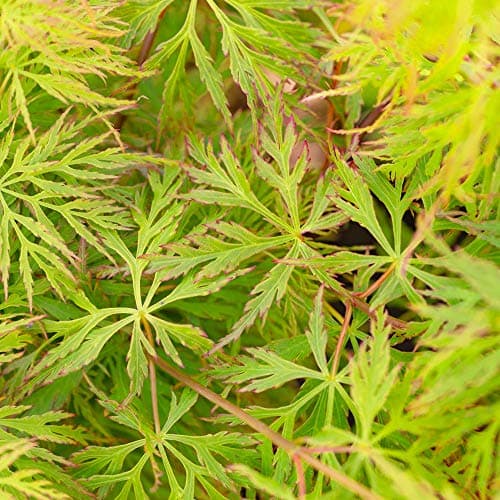 Acer palmatum dissectum 'Emerald Lace' - Gefiedertes japanisches Ahornlaub.tree