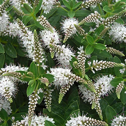 Hebe Champagne - Strauchige Veronica | Ideal für kleine<Any>, Präzision: Klein und kompakt, Schönheitswerte: Vielseitig