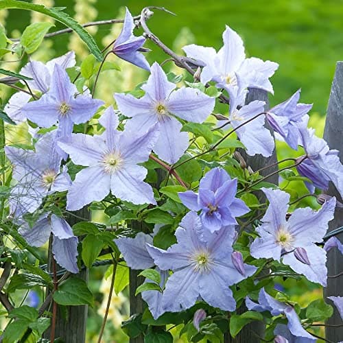 Clematis 'Blauer Engel' - Winterharter Laubklettern Garten Strauch | Idealer Blütezeit-Reichhaltigkeiten |Wintergärtnere