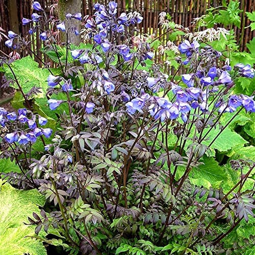 Jacobsleiter Polemonium Heavenly Scent Laubabwerfende Gartenstaude für Blumenbecken und Randbereiche mit großen Blüten u