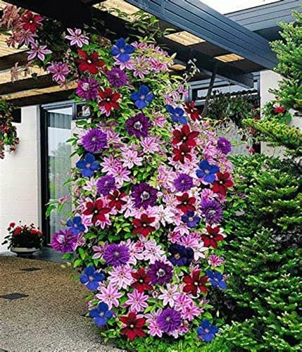 Clematis Zwiebeln, Mix Mehrjahrig, Kletterpflanzen im Topf - Lange Blütezeit, Winterharte Bienenfreundlich, Balkon Pflan