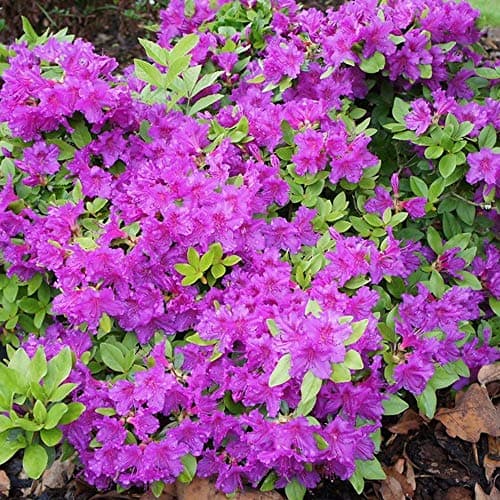 Azalea japonica Violett immergrüner Gartenstrauch im 2L-Topf für Blumenschämpfer im Sommergarten
