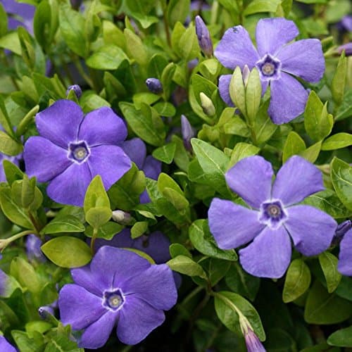 Vinca minor 'Bowles variety' winterhart für Gartenanrichtung 9cm Topf