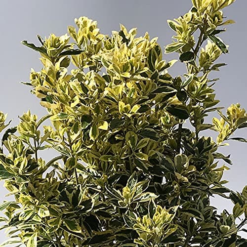 Euonymus japonicus Bravo - Immergrüner Topfgartenstrauch | Schön bei Haus und Garten | Idealer Baumschmuck für Terrassen