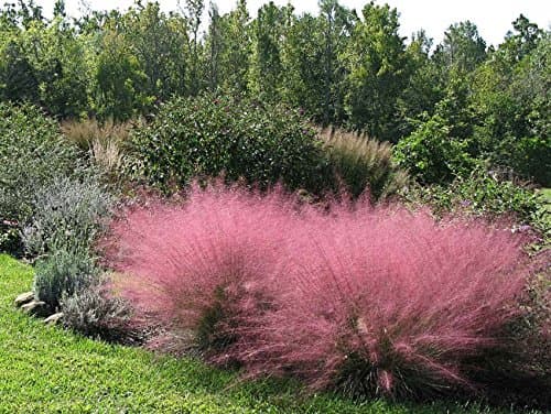 Muhlenbergia capillaris im 1 Liter Topf - Winterhart - Stauden - Fur Blickfang im Garten - Rosa Haargras