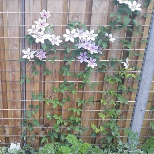 Clematis Nelly Moser (Waldrebe) - Rosa - für Gärten & parks - Schönheit & Widerstandsfähigkeit - 1,5 Liter Topf
