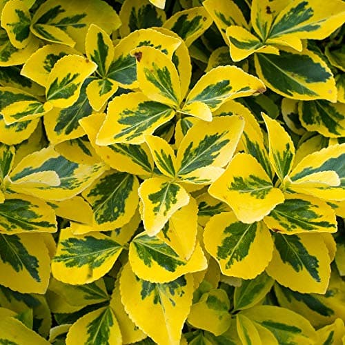 Emerald 'n Gold Euonymus fortunei Immergrüner Strauch - Topf für Gartenanpflanzungen - Hellgrüne und goldfarbene Blätter
