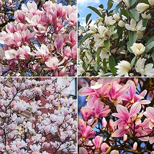 4 x Magnolienbaum Kollektion Sternmagnolie Winterhart & Tulpenmagnolie in 9 cm Töpfen für den Gartenrand | Blühende Laub