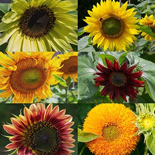 [OwnGrown - Sonnenblumen Samen Set] - Saatgut mit 6 Sorten, inkl. Riesige & Kleine Blüten – Blumen Geschenkbox für Garte