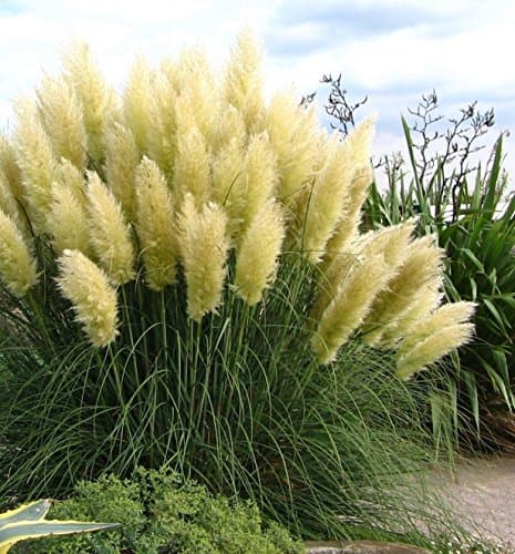 Stauden Gänge 3 x Cortaderia selloana 'White' im 1 Liter Topf - Majestätische, schneeweiße Federn für Ihren Garten -Idea
