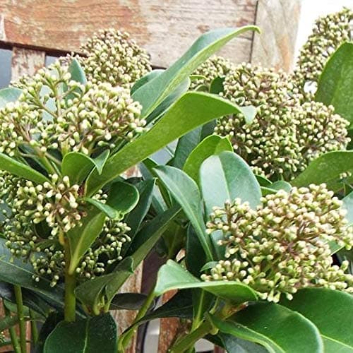 Skimmia japonica Fragrant Cloud - Duftende immergrüne blühende Gartenshrubbe für Anreicherung deines Gartens