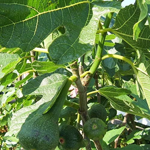 Ficus 'Brown Turkey' Baum - Sommergrün getopfter Feigenbäume für kleine Gärten | Premium Pflanze mit großem Fruchtressen