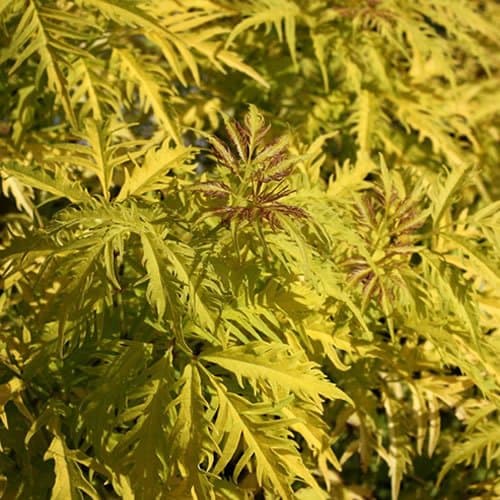 Sambucus 'Sutherland Gold' - Lebendiger Goldblatt-Holunder - Ideal für Schattigen Bereiche - Zentrale Merkmale - Hellend