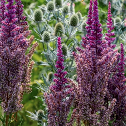 Astilbe Stauden Super Kollektion (10 Wurzeln) für den Garten - Winterharte Mischung aus 5 Sorten, große Mehrjährig Pflan