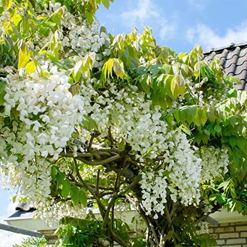 Bloomique Wisteria Sinensis Prolific Blauregen Kletterpflanze Winterhart für Garten Topf 15 cm Hoch