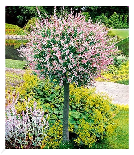 BALDUR Garten Winterhartes Stämmchen Wisteria sinensis Blauregen, für Sonnig Den Standort, bienenfreundlich, 1 Pflanze