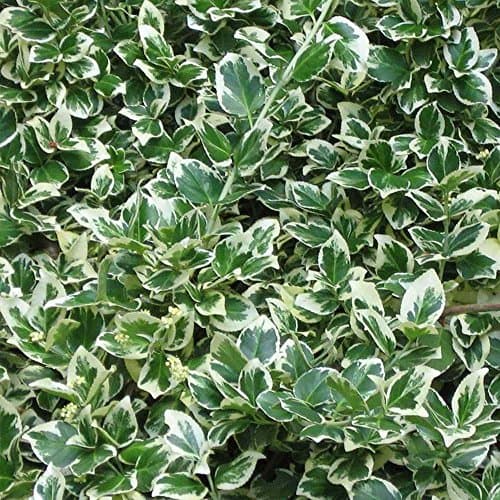 Emerald Gaiety Evergrüner Spindel für Outdoor-Nutzer im Winter
| Euonymus fortunei 'Emerald Gaiety' Topfender für zimme