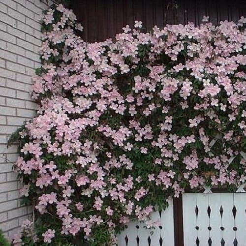 3 x Clematis Montana Rubens (Waldreben) - 3 kaufen/2 bezahlen | Rosa, Mehrjährig und Winterhart | 1,5 Liter Töpfe