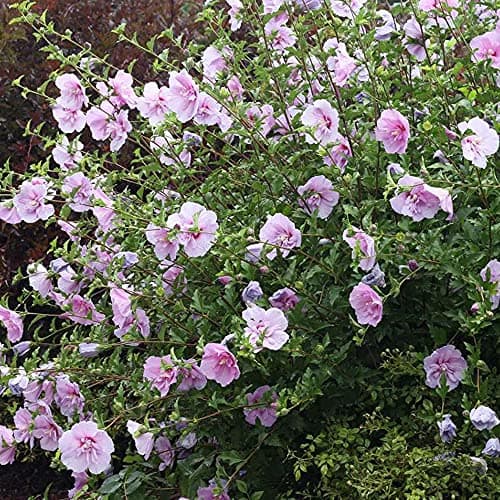 Hibiskus Französisch Lavendel Chiffon - Blühender winterharter Strauch | Ideal als Geburtstagsgeschenk für Liebhaber von