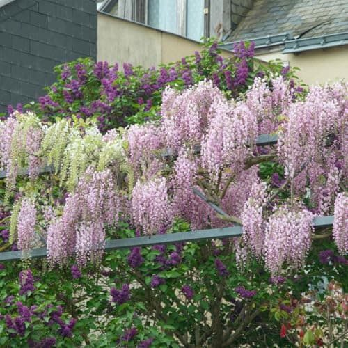 Bloomique Wisteria Sinensis Prolific Blauregen Kletterpflanze Winterhart für Garten Topf 15 cm Hoch