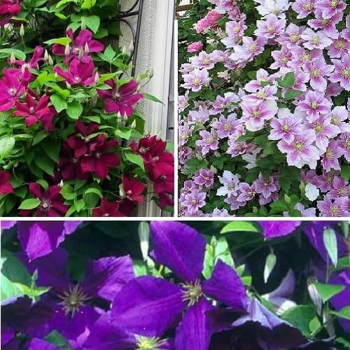 3 x Clematis Kletterplanzen Mix (3 für 2): Rot (Rouge Cardinal), Rosa/Weiβ (Piilu) & Blau (Jackmanii) | Mehrjährig & Win