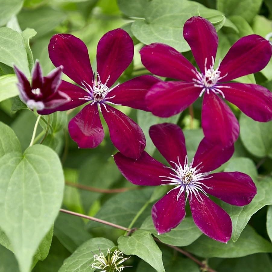 Clematis Großblütige Daniel Deronda 1L - Pflanze für Anfänger und professionelle Gärtner - Ideal für Kleingarten - Schön