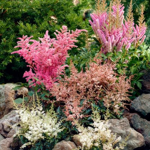 Astilbe Stauden Super Kollektion (10 Wurzeln) für den Garten - Winterharte Mischung aus 5 Sorten, große Mehrjährig Pflan