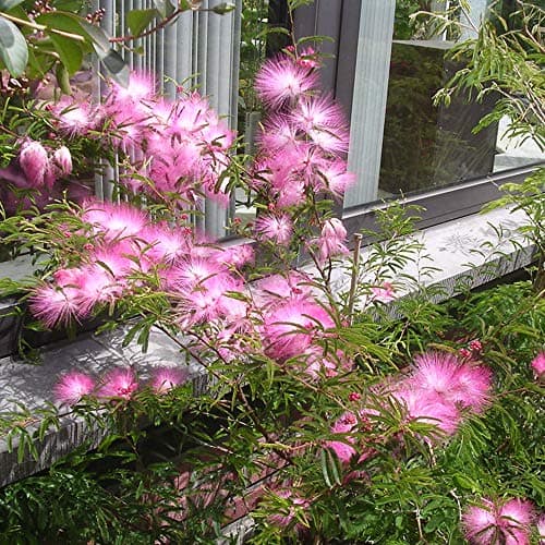 Calliandra Dixie Pink Puderquasten-Bäume für kleine Gärten & Terrassen | Gerader Lolli-Stamm | Elegantes Dekor für Outdo