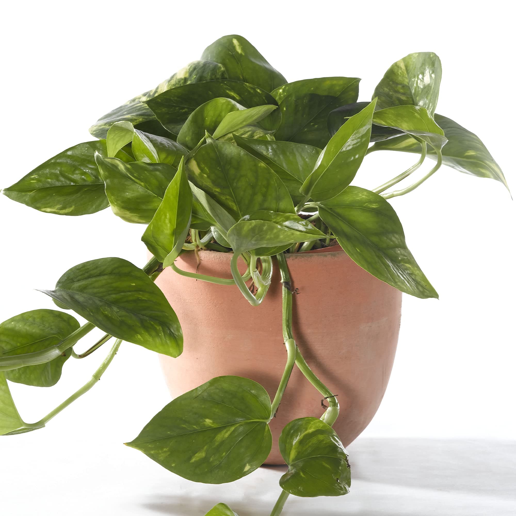 Epipremnum Aureum - Gemeiner-Efeu | Hängekorbpflanze | Beliebte Tropische Zimmerpflanze für Jeder
