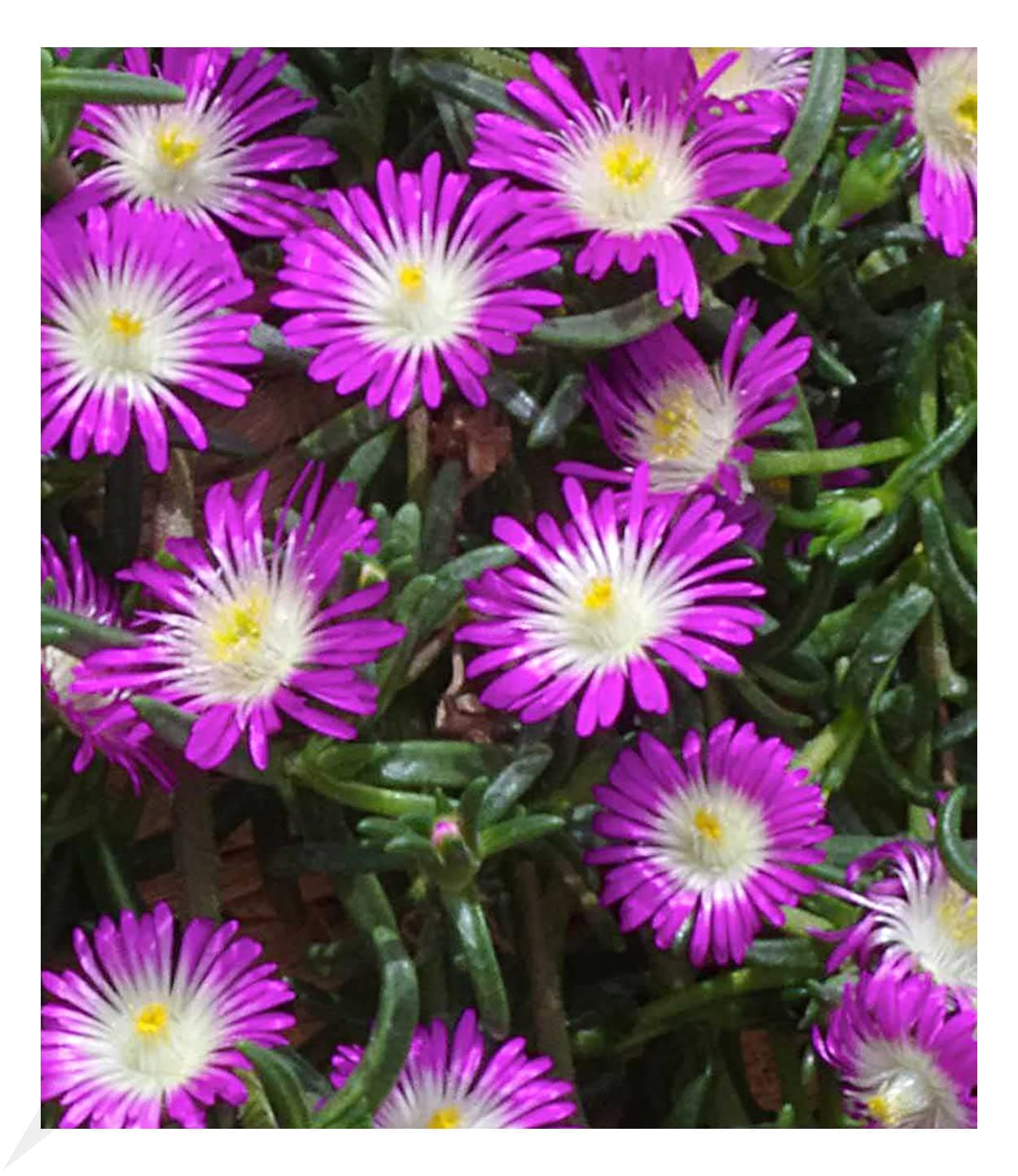 BALDUR Garten Winterharte Eisblume "Violett Wonder", mehrjährig, bienenfreundlich, blühend
