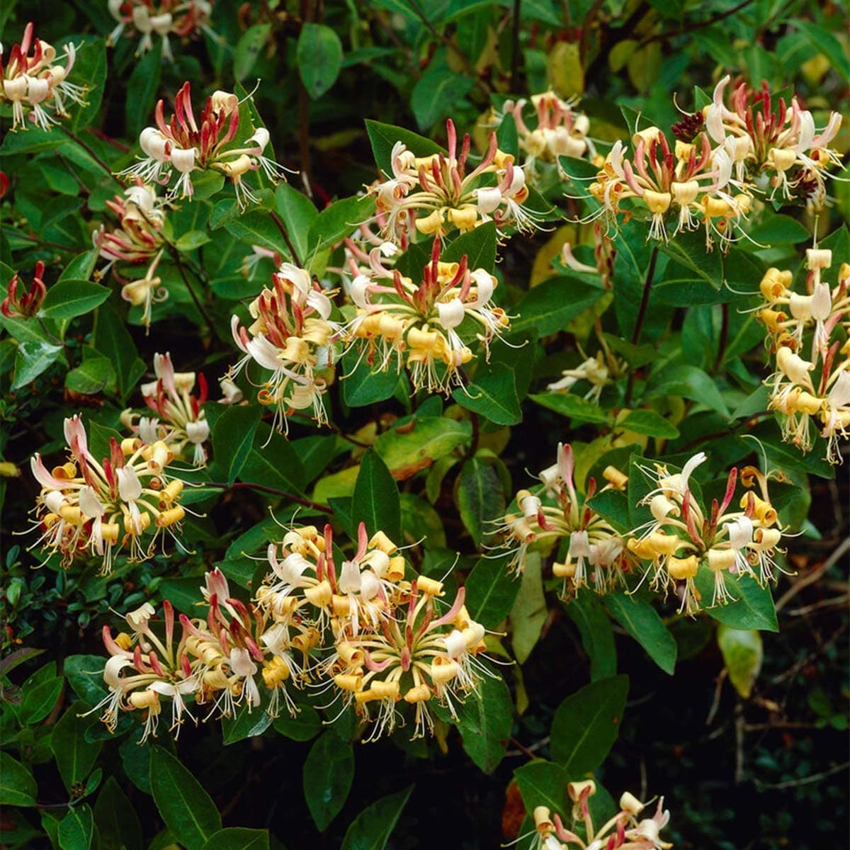 Bloomique - Lonicera Henryi - Orange, Rot - Kletterpflanzen - Winterhart - Immergrün - 50-70 cm Hoch - Topf 15 cm
Bloomi