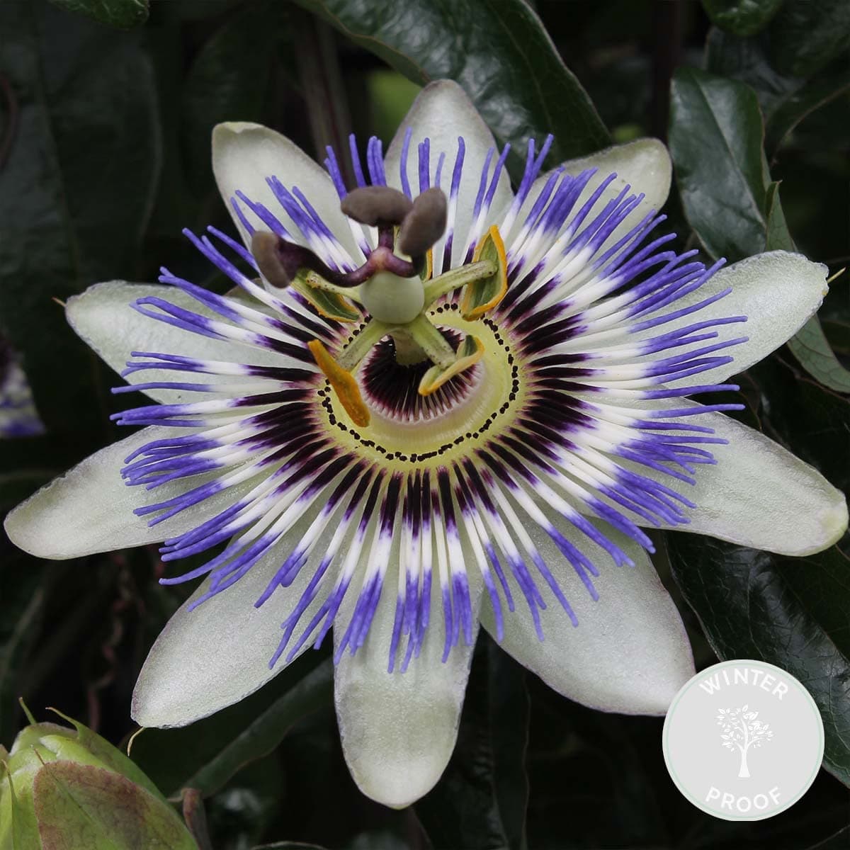 Bloomique Passiflora Caerulea - 50-70 cm Hoch, Winterhart, Topf 15 cm - Gartenpflanzen für Begonienliebhaber